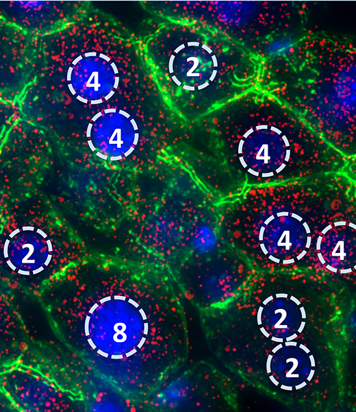תאי כבד של עכבר. קרומי התאים צבועים בירוק. גרעיני התאים (בכחול) מכילים כמות שונה של סלילי די-אן-אי – מהכמות הרגילה (שניים) ועד שמונה סלילים. צולם במיקרוסקופ פלואורסצנטי